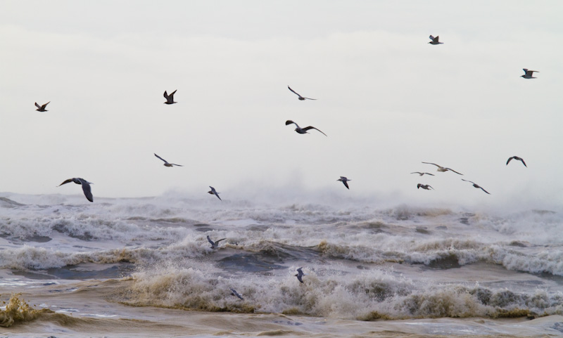 Gulls In Flight